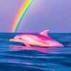 crazydolphin93